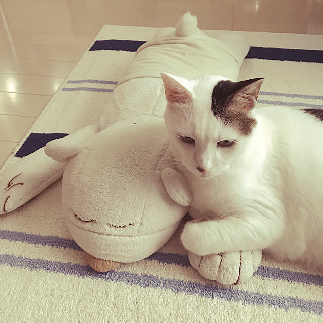 coedodecoさんの実例写真