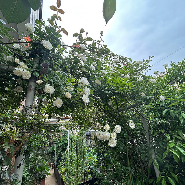 botanさんの部屋