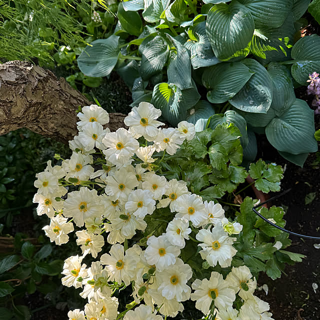 mamizaさんの実例写真