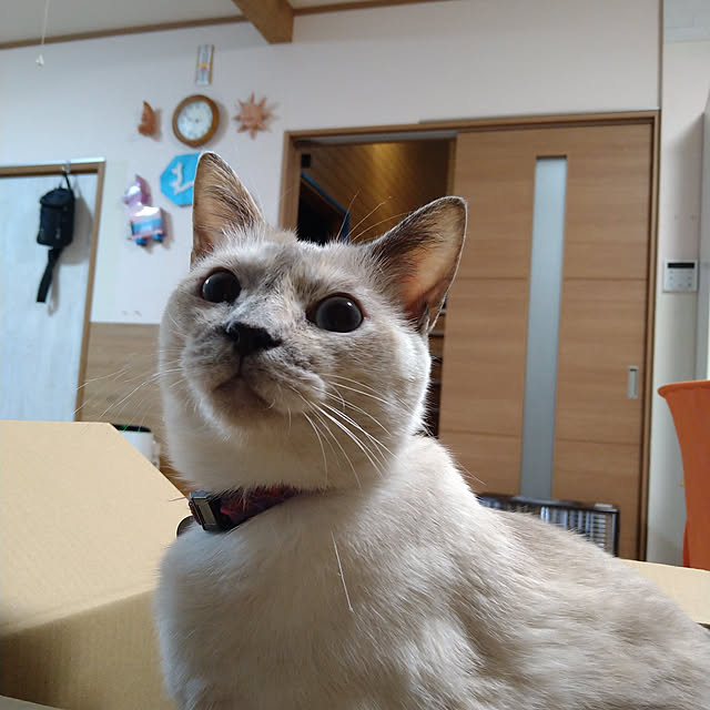 kiyohima229さんの実例写真