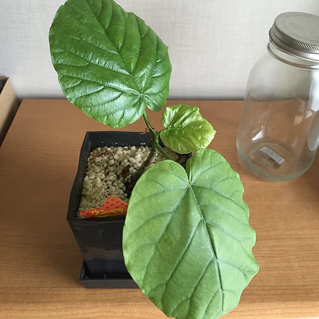 ssm0406さんの実例写真