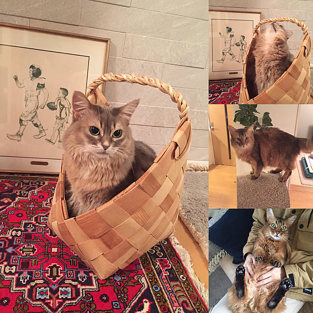 shihoさんの実例写真
