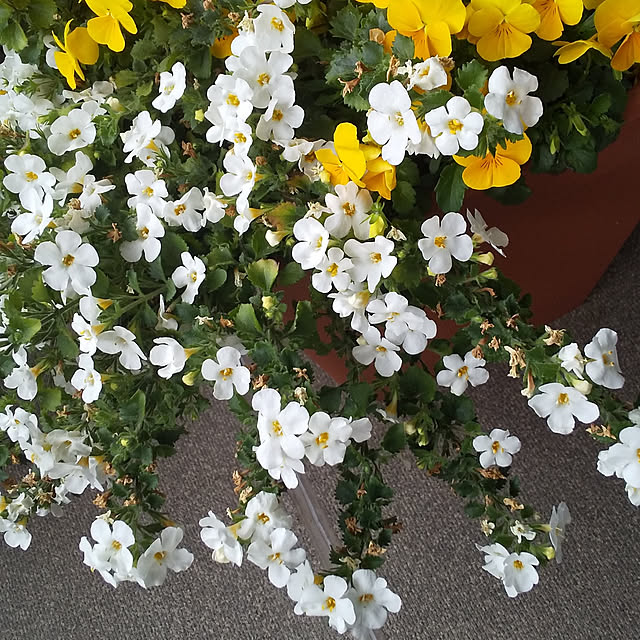 guiさんの実例写真