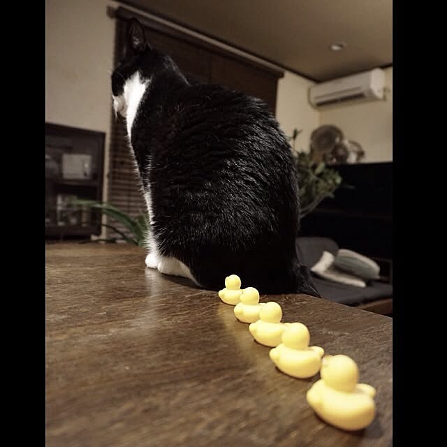 jnkaiさんの実例写真