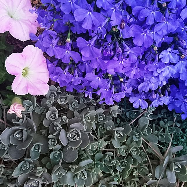mamimamipockyさんの実例写真