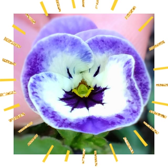 pecoさんの部屋