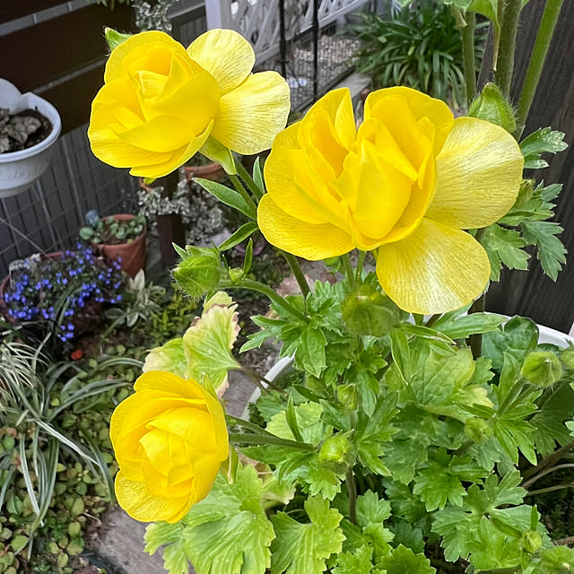 hinamamaさんの部屋