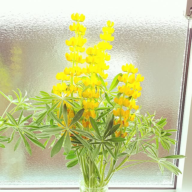 shelly-1227さんの実例写真