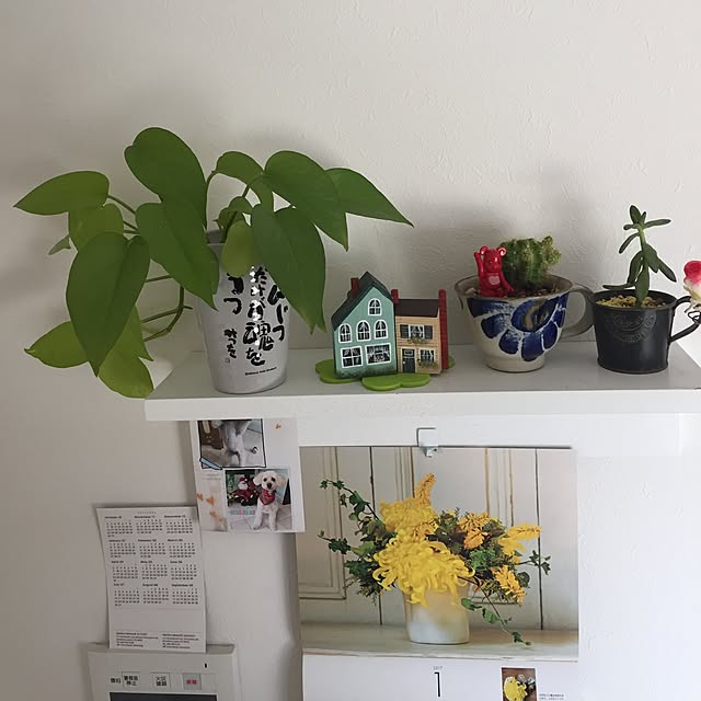 棚/DIY/観葉植物/無印良品/多肉植物...などのインテリア実例 - 2017-01-26 12:49:16