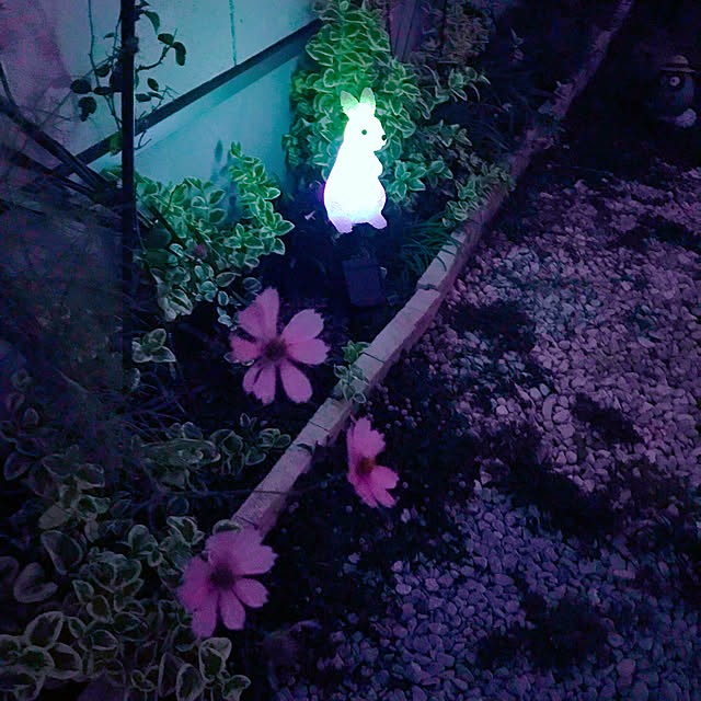 portulacaさんの実例写真
