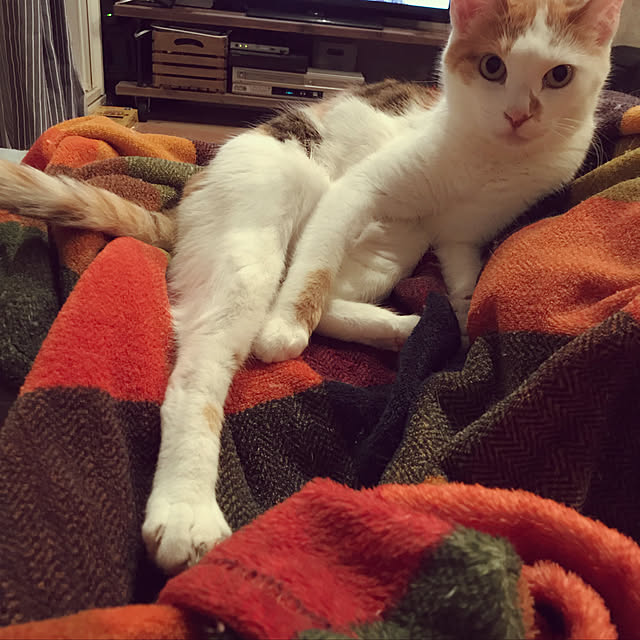 ziziguguさんの実例写真