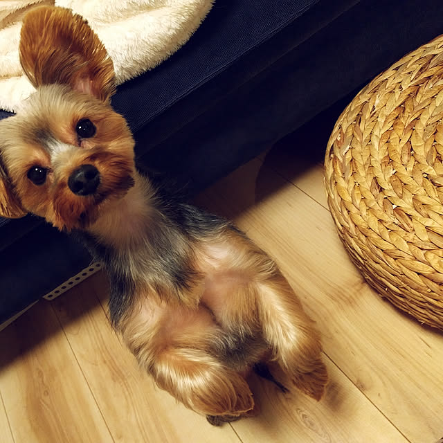 keikomokonさんの実例写真