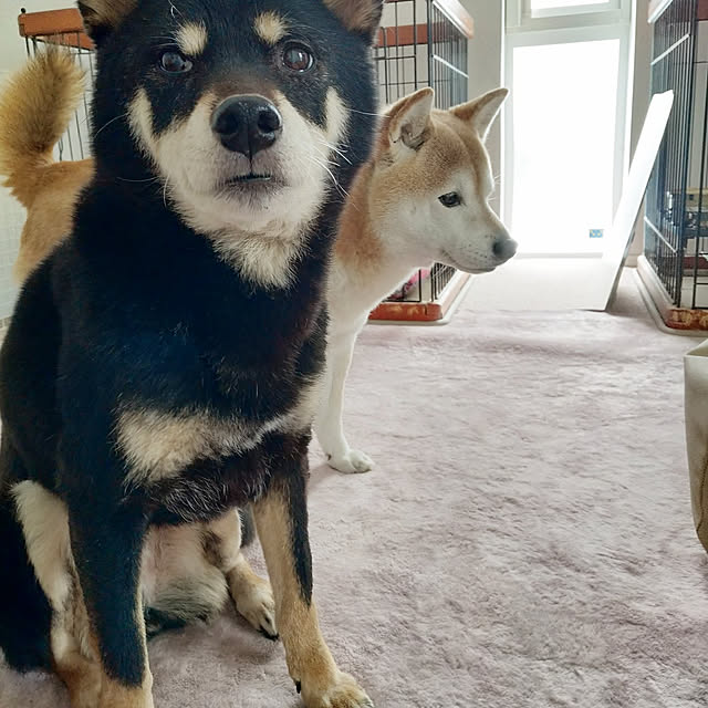 ponhanaさんの実例写真