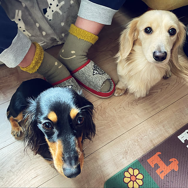 uninekoさんの実例写真