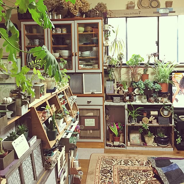 部屋全体/観葉植物/多肉植物/NO GREEN NO LIFE/使いまわしリメイク...などのインテリア実例 - 2016-12-20 07:15:45