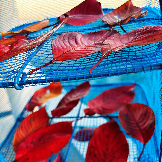 syutmmさんの実例写真