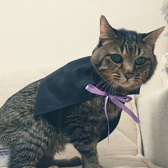 kittenblueさんの実例写真