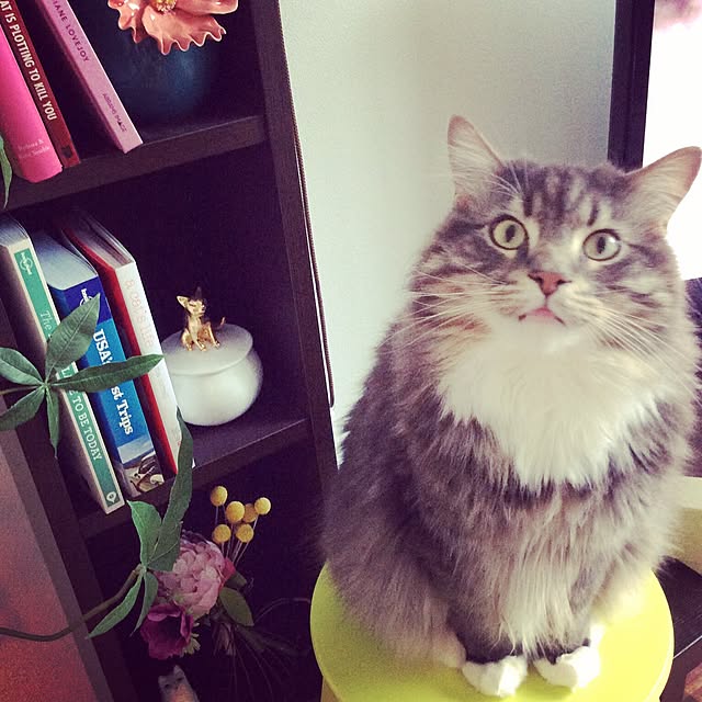 Amyさんの実例写真