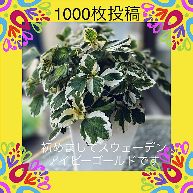 kimuraruさんの実例写真