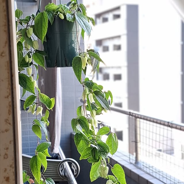 noaさんの実例写真