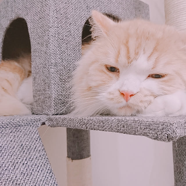 sayanyaさんの実例写真