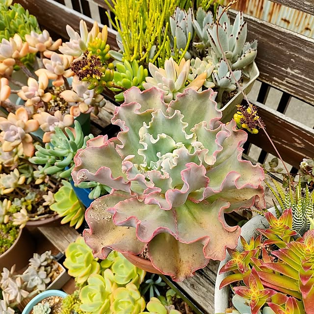 VERANDARJUNさんの実例写真