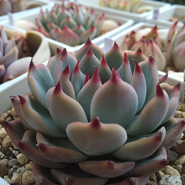 Blueroseさんの実例写真
