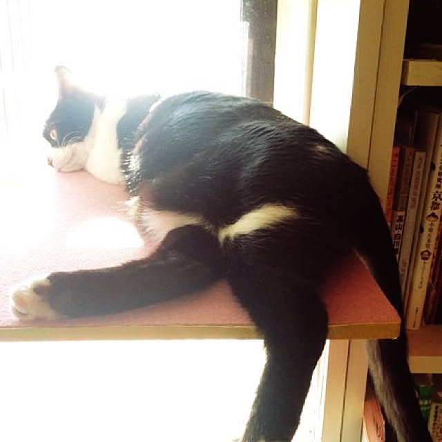 kimishigureさんの実例写真