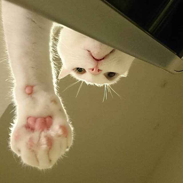 kikinanaさんの実例写真