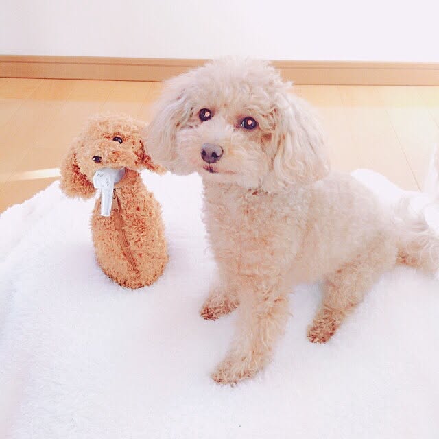 Momoさんの実例写真