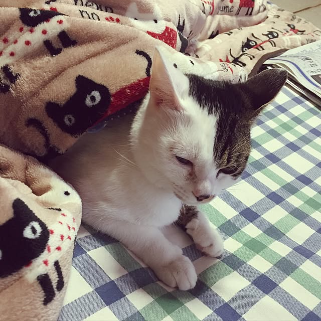 yocchiさんの実例写真
