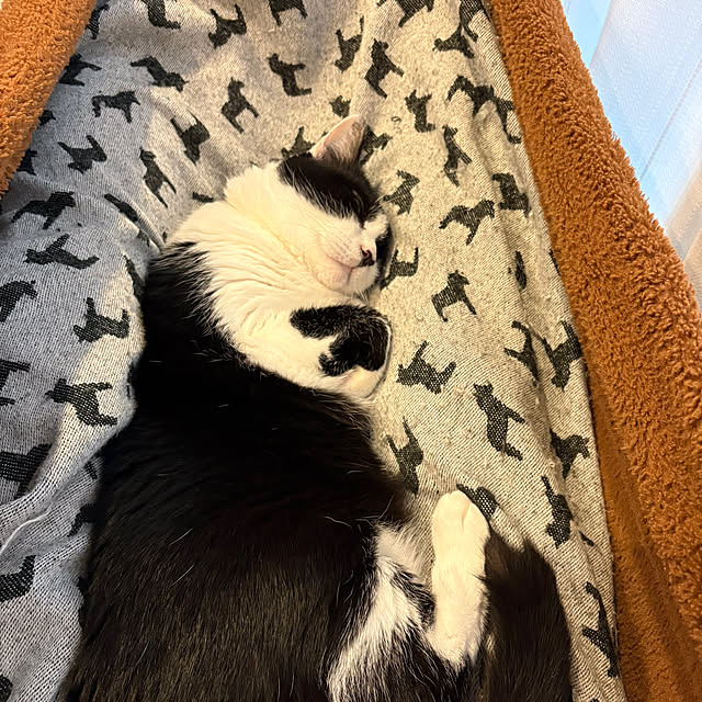 kojimasaさんの部屋