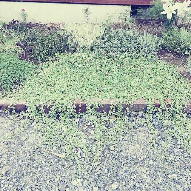 Saoriさんの実例写真