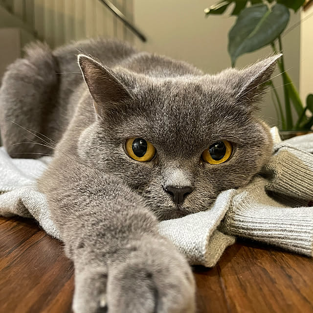 qoolasさんの実例写真