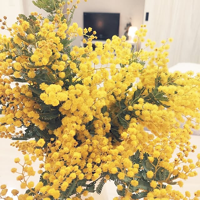 wisteriaさんの実例写真