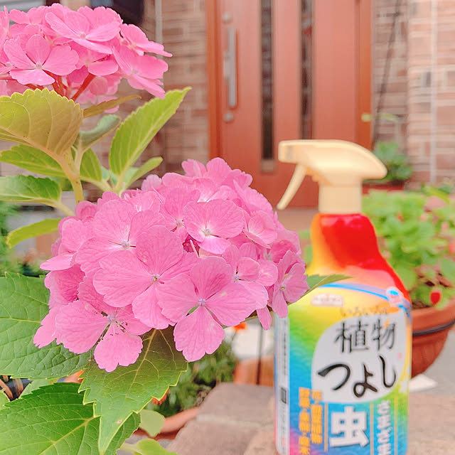 sophiaさんの実例写真