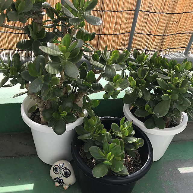ponpon67さんの実例写真