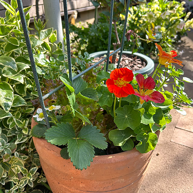 botanさんの実例写真