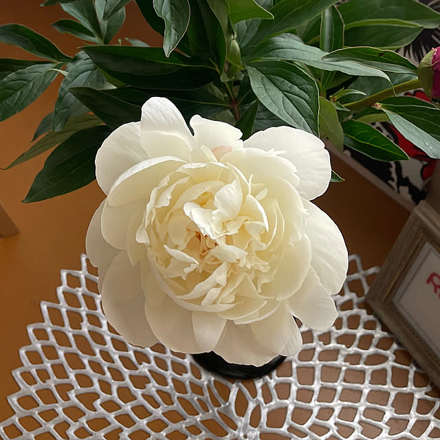kuikoさんの部屋