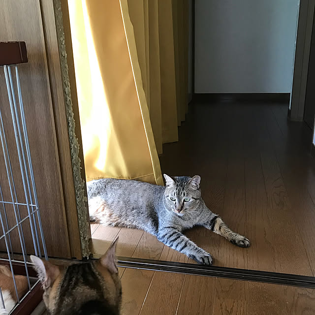 pepeさんの実例写真