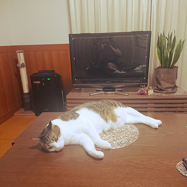 nachiさんの実例写真
