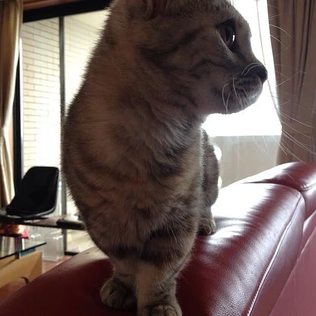 shujiさんの実例写真