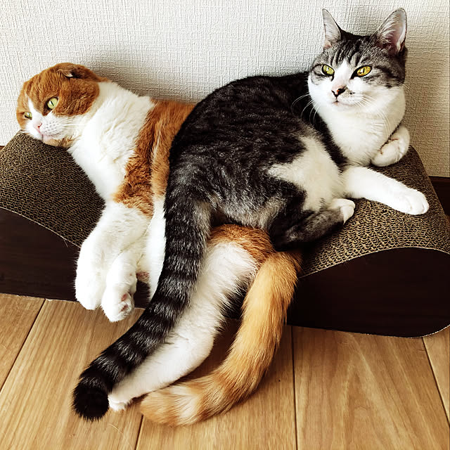 nekosikaさんの実例写真
