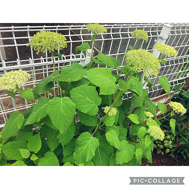 CoCo0617さんの部屋