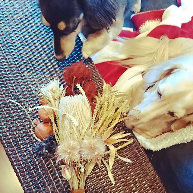 cocosorasakuさんの実例写真