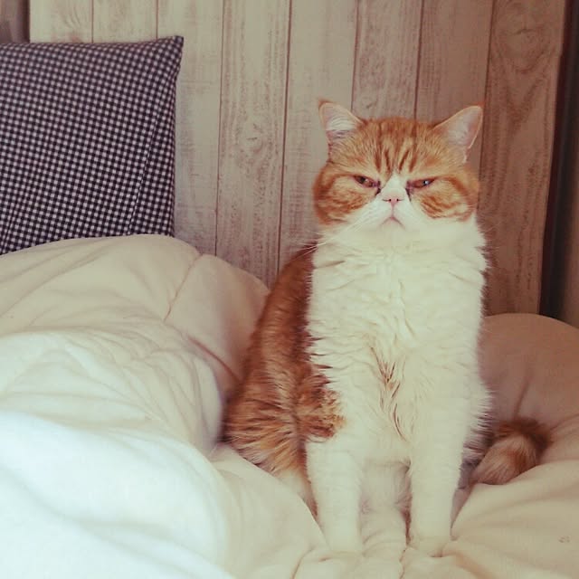 otoさんの実例写真