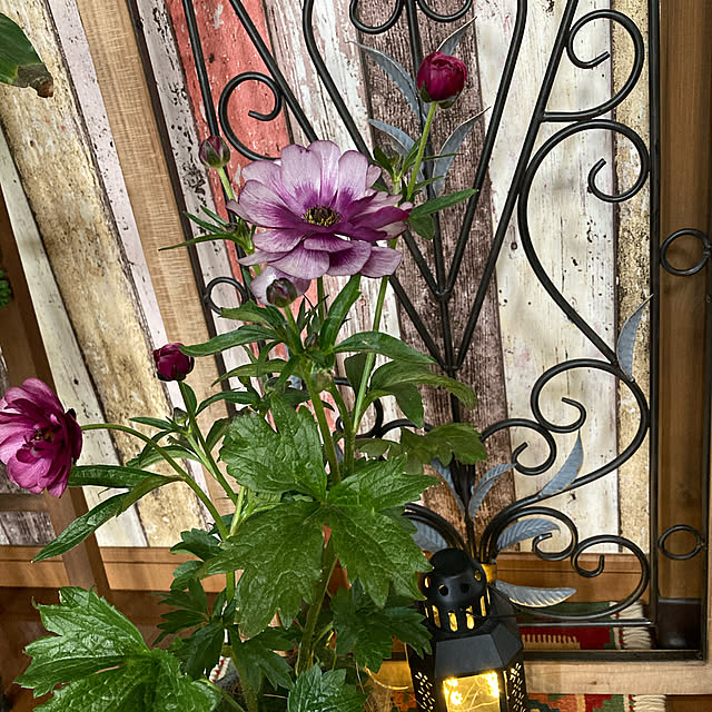 gin_mamaさんの実例写真