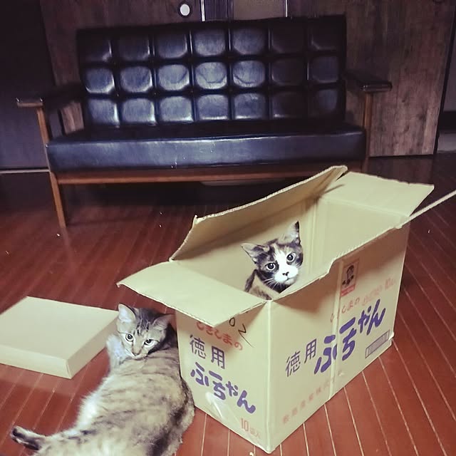 catLoverさんの実例写真