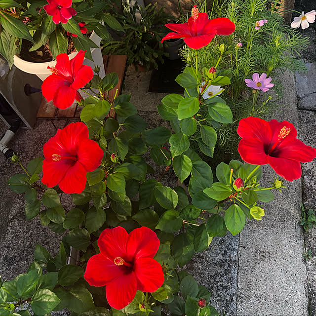 ピンク色の花/赤い花/皆様に感謝♡/癒しの空間/お花が好き...などのインテリア実例 - 2021-10-14 08:55:39