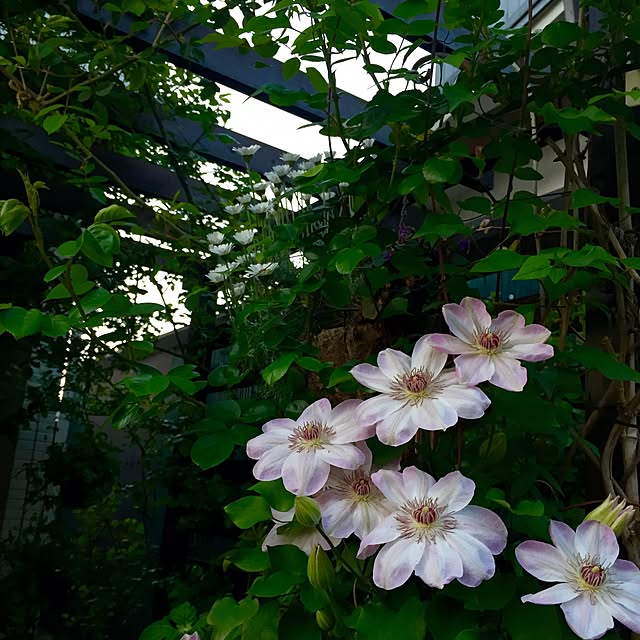 butachanさんの実例写真